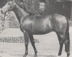 stallion Lucullus (Westphalian, 1967, from Lucius xx)