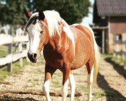 broodmare Painted Sahiba (Pinto / Pleasure, 2011, from TE Pharenheit)