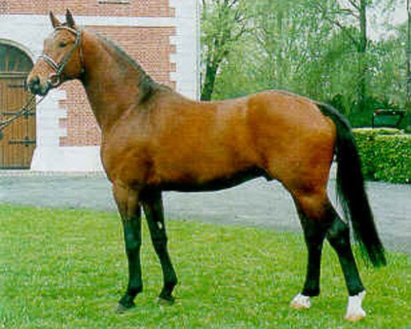 stallion Gralswaechter (Hanoverian, 1990, from Gralsritter)