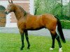 stallion Gralswaechter (Hanoverian, 1990, from Gralsritter)