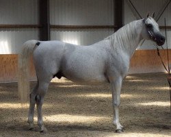 stallion AF Barahbay ox (Arabian thoroughbred, 2001, from Kubay Khan ox)