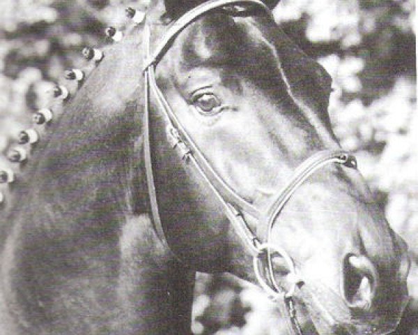 stallion Rocky (German Warmblood, 1988, from Raphael)