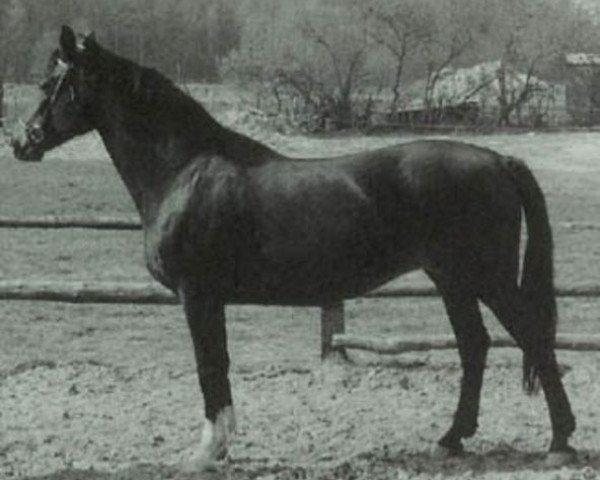 Pferd Loanda (Holsteiner, 1974, von Cor de la Bryère)