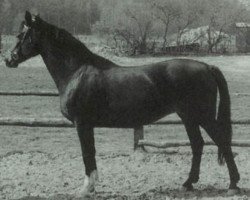 broodmare Loanda (Holsteiner, 1974, from Cor de la Bryère)