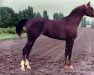 broodmare Vakansia ox (Arabian thoroughbred, 1983, from Peleng 1978 ox)