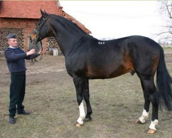 stallion Barbur (polish noble half-breed, 1995, from Bujak)