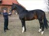 stallion Barbur (polish noble half-breed, 1995, from Bujak)