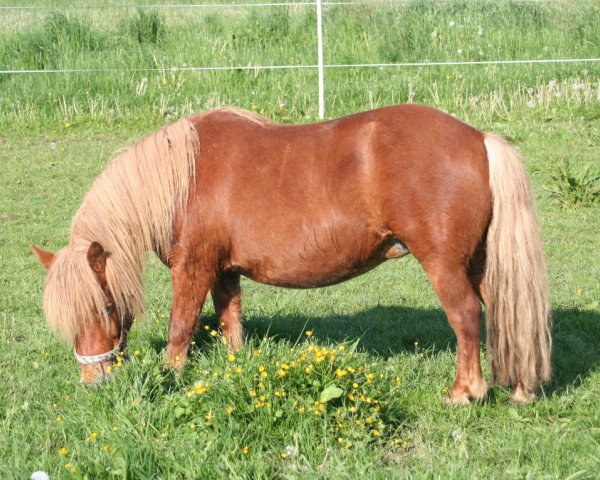 Zuchtstute Lea (Dt.Part-bred Shetland Pony, 2000, von Carlos van de Veldstraat)