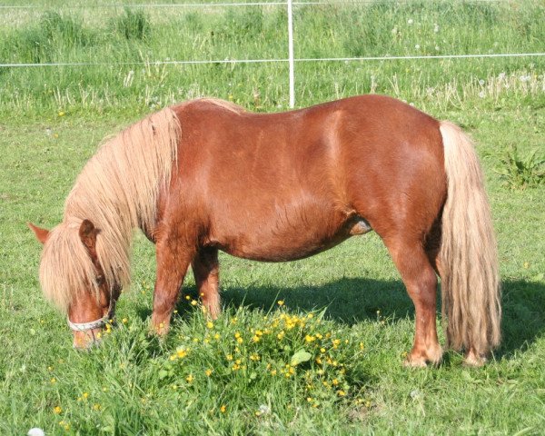 broodmare Lea (Dt.Part-bred Shetland pony, 2000, from Carlos van de Veldstraat)