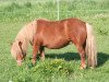 broodmare Lea (Dt.Part-bred Shetland pony, 2000, from Carlos van de Veldstraat)