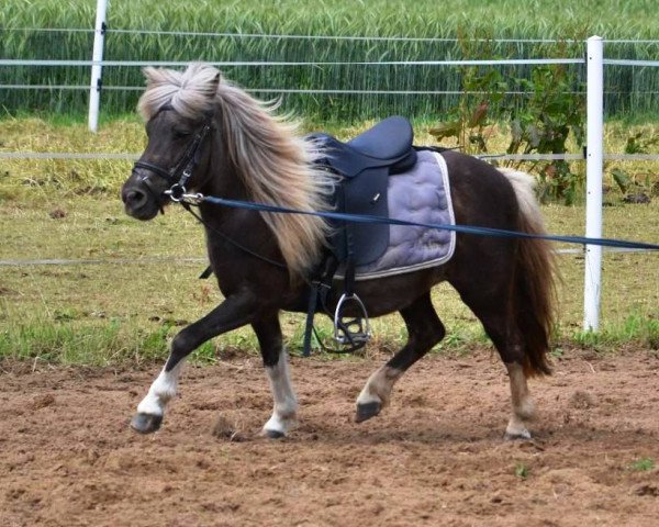 Zuchtstute Laola (Dt.Part-bred Shetland Pony, 2001, von Viskan Silbersee)