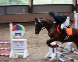 Springpferd Kaschuben vom Hofgut Liebetal (Trakehner, 2006, von Partout)