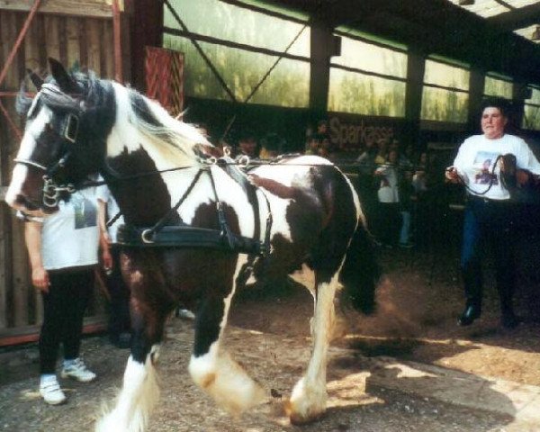 stallion Janosch Djuke (Tinker / Irish Cob / Gypsy Vanner, 1993)