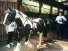 Deckhengst Janosch Djuke (Tinker / Irish Cob / Gypsy Vanner, 1993)