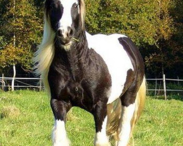 Pferd Aragon (Tinker / Irish Cob / Gypsy Vanner, 2002, von Aniol)