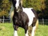 horse Aragon (Tinker / Irish Cob / Gypsy Vanner, 2002, from Aniol)