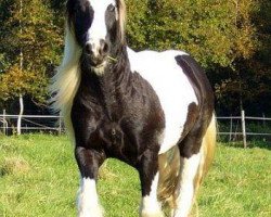 horse Aragon (Tinker / Irish Cob / Gypsy Vanner, 2002, from Aniol)