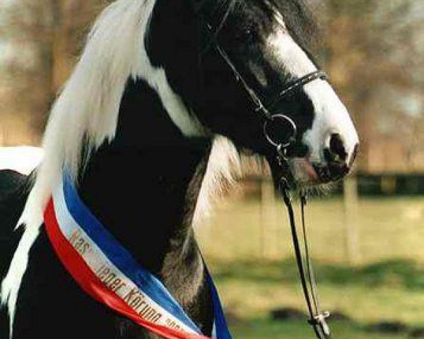 stallion Maximilian (Tinker / Irish Cob / Gypsy Vanner, 1997)