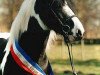 Deckhengst Maximilian (Tinker / Irish Cob / Gypsy Vanner, 1997)