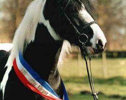 Deckhengst Maximilian (Tinker / Irish Cob / Gypsy Vanner, 1997)