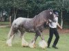 Deckhengst Aspercial (Tinker / Irish Cob / Gypsy Vanner, 1995)