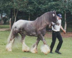 stallion Aspercial (Tinker / Irish Cob / Gypsy Vanner, 1995)