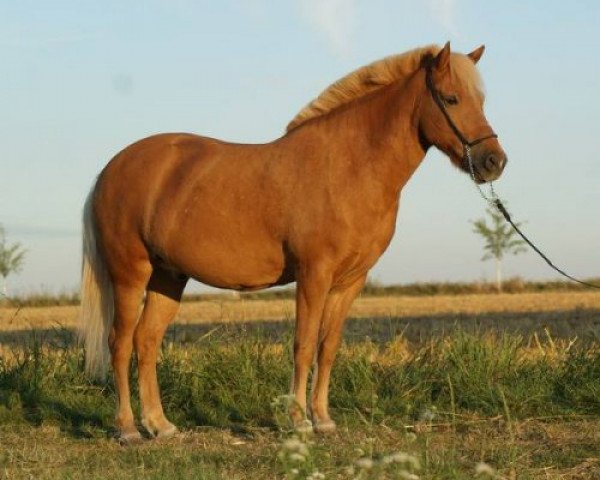 Pferd Atli fra Muldbjerg (Islandpferd, 2001, von Vaengur fra Engimyri)