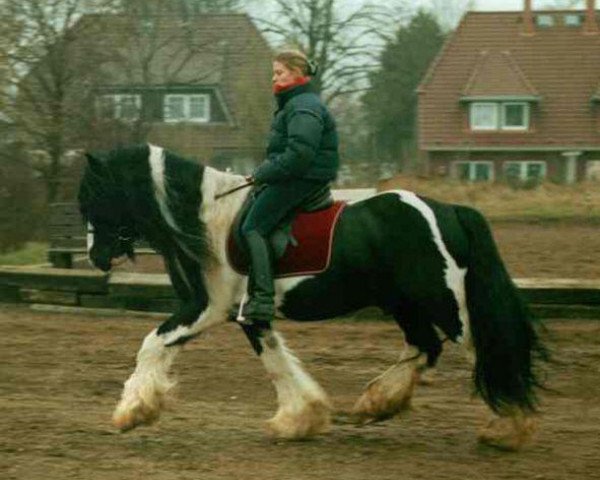 stallion Cahal (Tinker / Irish Cob / Gypsy Vanner, 1995)