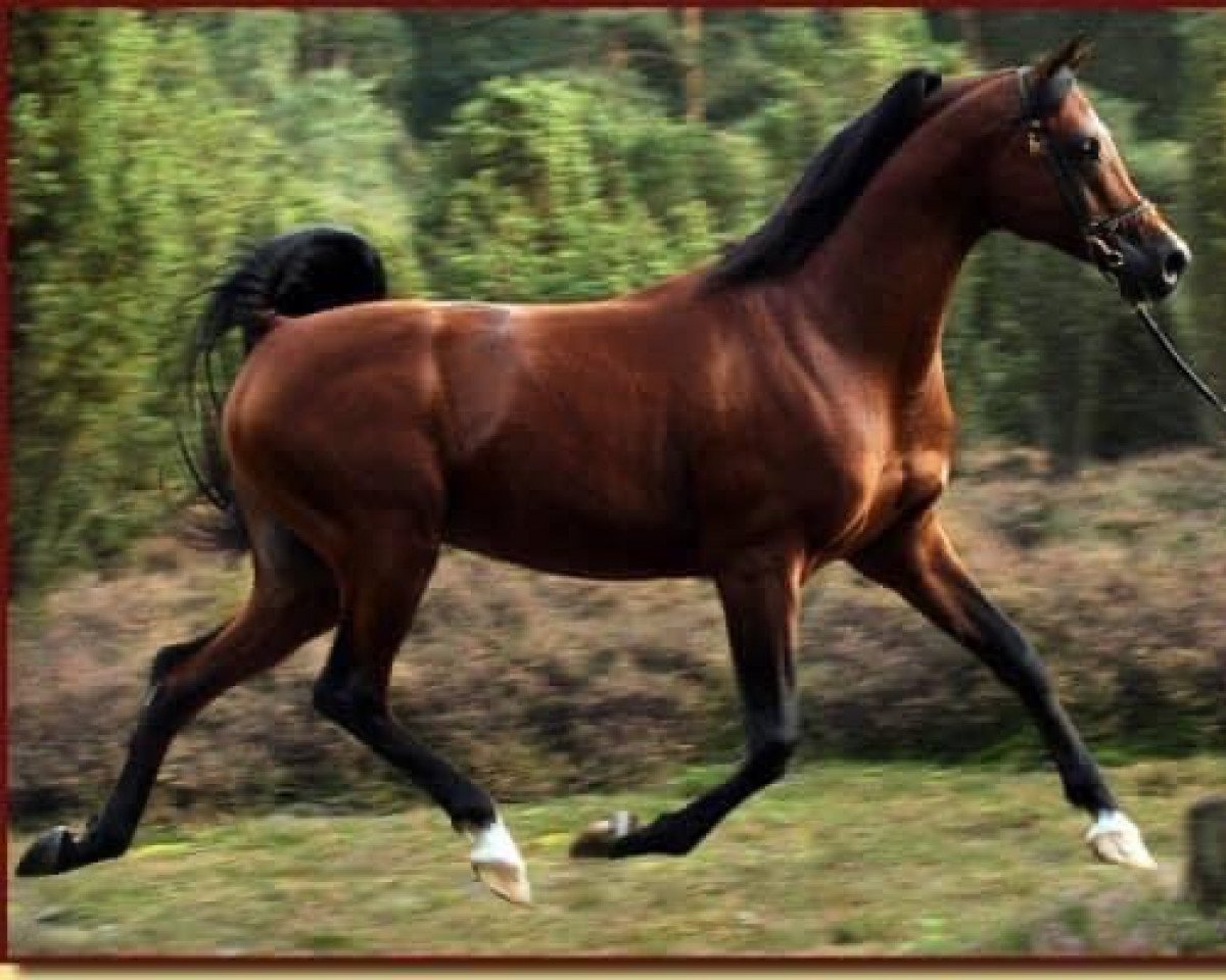 stallion Kubay Khan ox (Arabian purebred, 1996, from Kubinec 1987 ox)