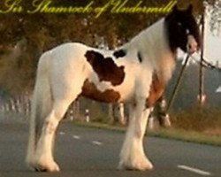 Deckhengst Sir Shamrock of Undermill (Tinker / Irish Cob / Gypsy Vanner, 2000, von Sir Lancelot)