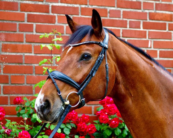dressage horse Willi 364 (Hanoverian, 2009, from Valentino)