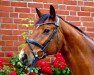 dressage horse Willi 364 (Hanoverian, 2009, from Valentino)