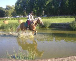 stallion Nordlicht (Haflinger, 1995, from Nordstern)