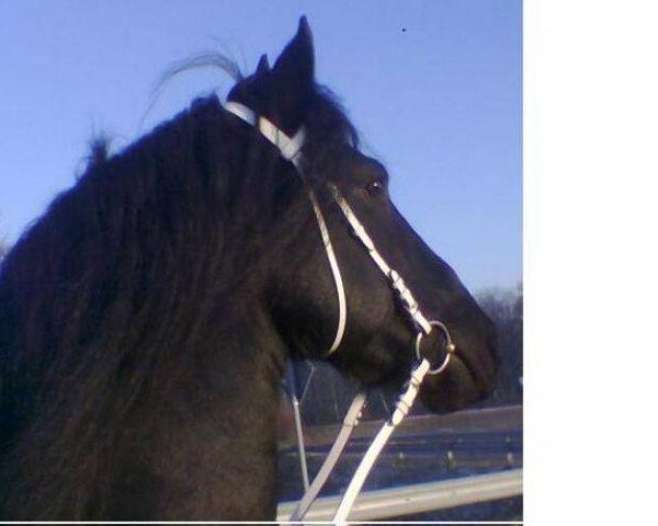 stallion Victor B. (Friese, 1998, from Tjitte 333)