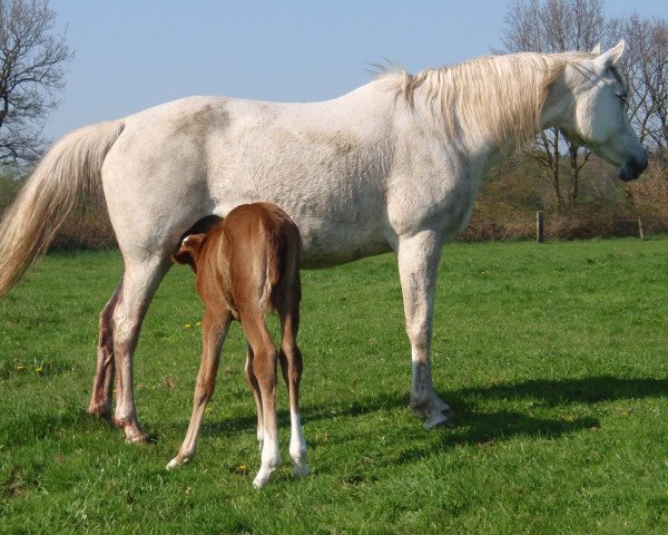 broodmare Vakhanka ox (Arabian thoroughbred, 1997, from Aromat 1981 ox)