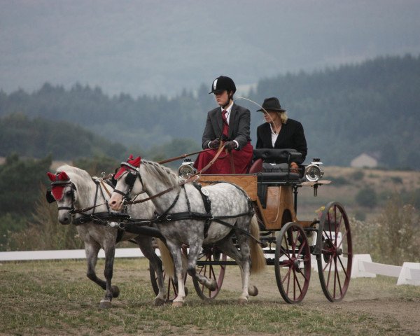 horse Windtänzer (Welsh-Pony (Section B), 2006, from Frankenhoeh's Merlin)