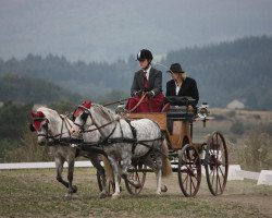 horse Windtänzer (Welsh Pony (Sek.B), 2006, from Frankenhoeh's Merlin)