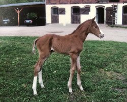 broodmare Ladylike 76 (Mecklenburg, 2014, from Lordanos)