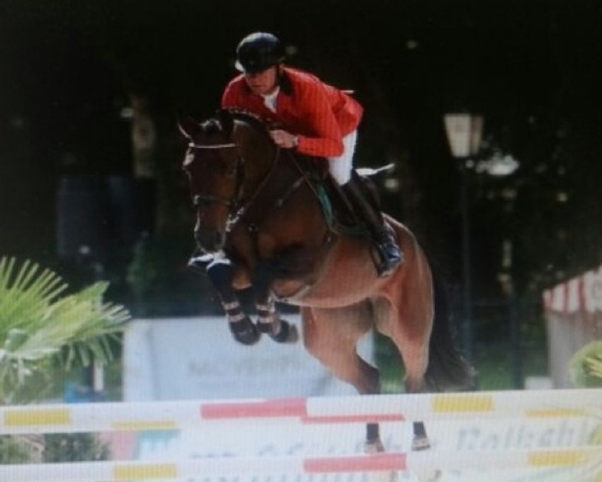 jumper Scalett (Westphalian, 2006, from Sandro Boy)