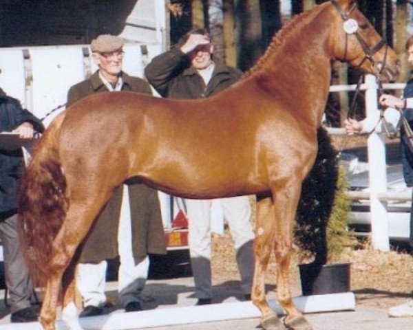 horse Bojahr (German Riding Pony, 1998, from Bodyguard)
