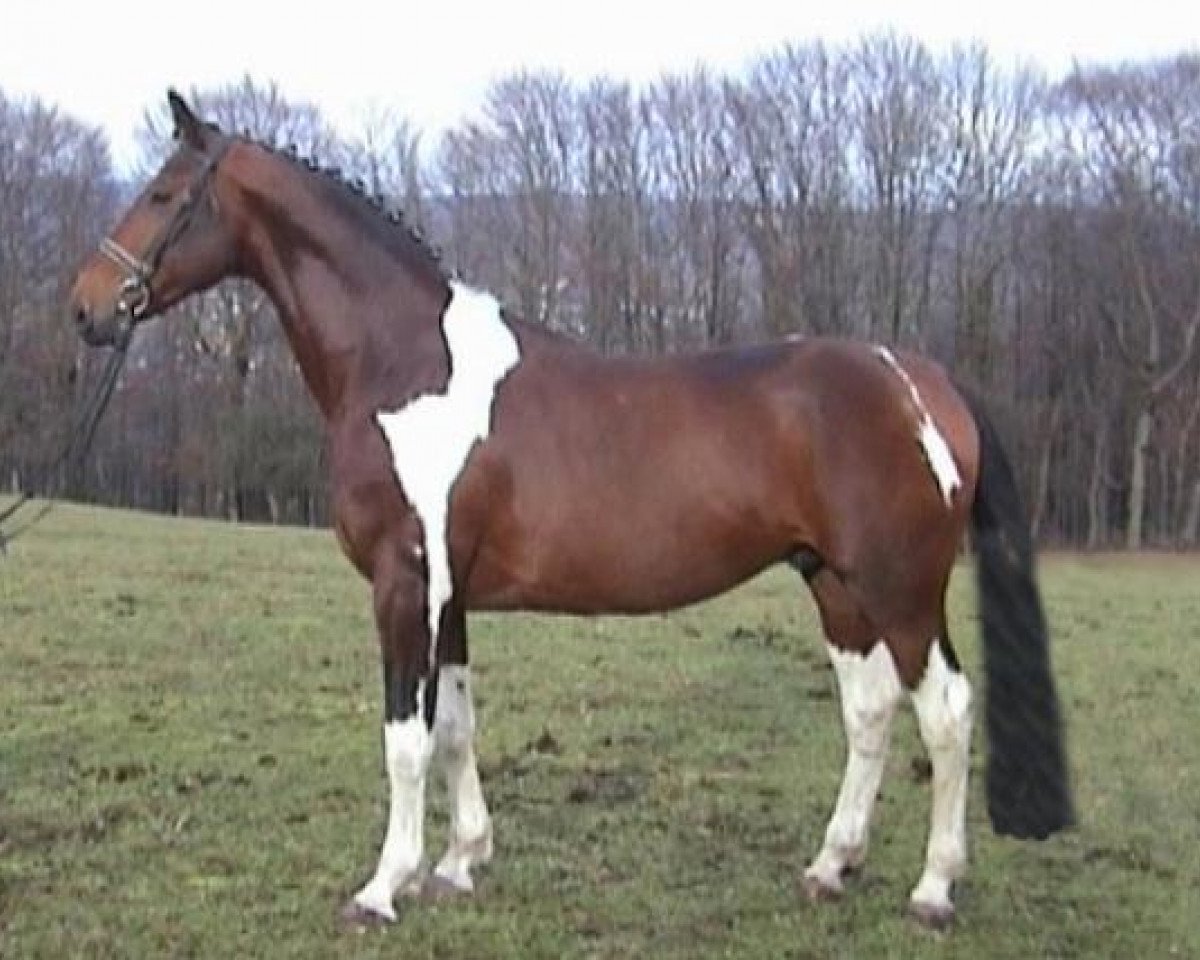 stallion Lennox (Pinto / Hunter, 2000, from Lacantus)