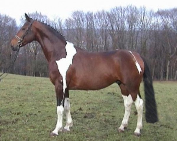 stallion Lennox (Pinto / Hunter, 2000, from Lacantus)