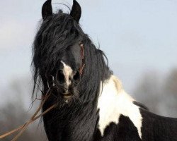 stallion Blues Heaven (Tinker / Irish Cob / Gypsy Vanner, 1997, from Duke)