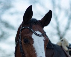 dressage horse Lombardo 51 (Hanoverian, 2008, from Londontime)