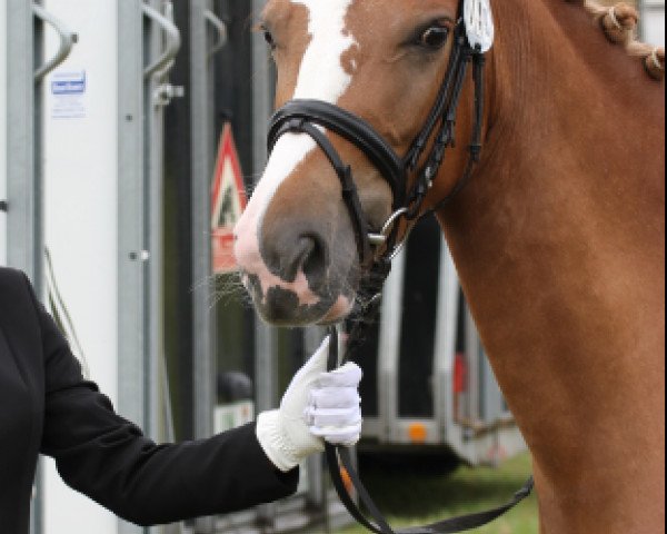 dressage horse Daisy 833 (unknown, 2008)