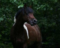 stallion Taza Bajan (Pinto / Small Riding Horse, 1999, from Taffy's Snowdown)