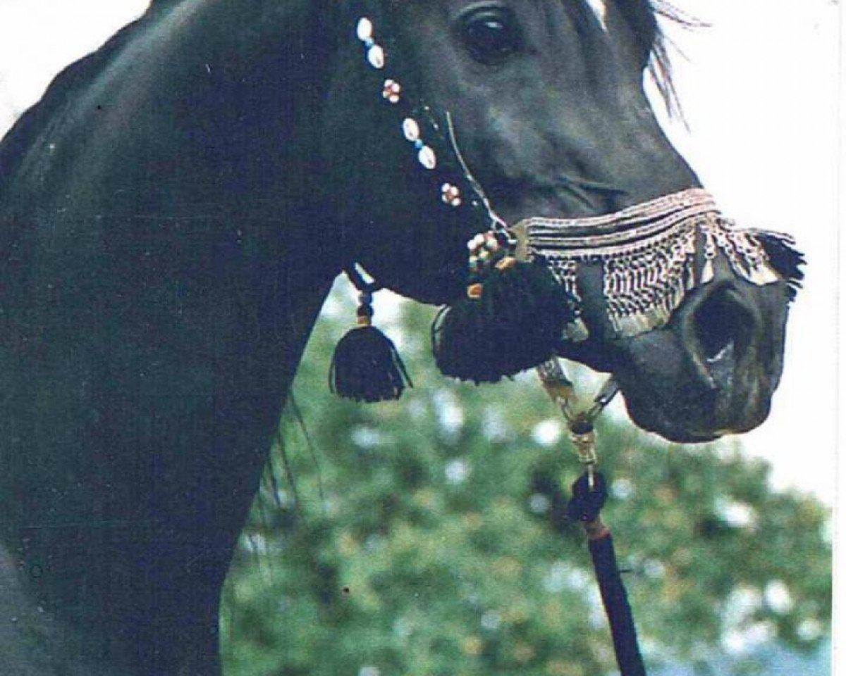 stallion Faa El Sharik EAO (Arabian purebred, 1992, from Dhar Faa Halim ox)