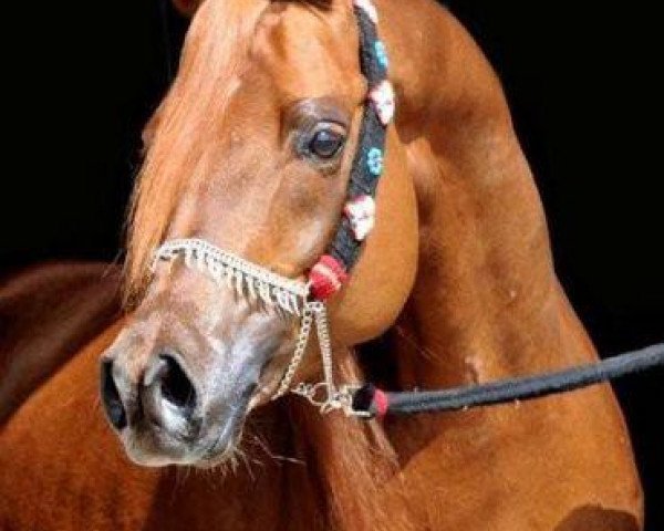 horse Lareedoh ox (Arabian thoroughbred, 2003, from Laman HVP 1997 ox)