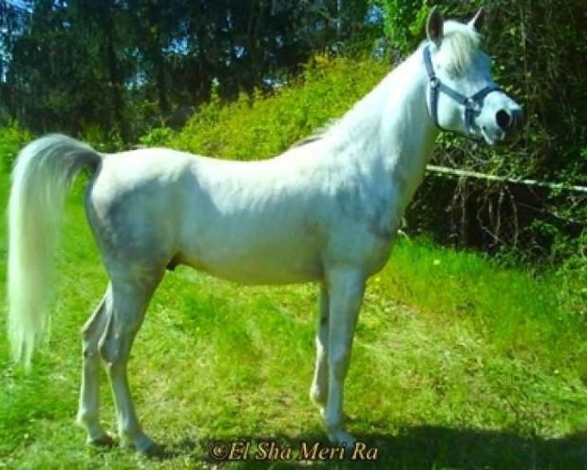 horse Al Ashir Sha Meri Ra ox (Arabian purebred, 2005, from Garim ox)