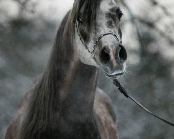 horse Baccardi El Bri ox (Arabian thoroughbred, 2001, from CH El Brillo ox)